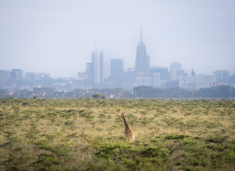 A giraffe in a field with urban skyscrapers in the distant background.