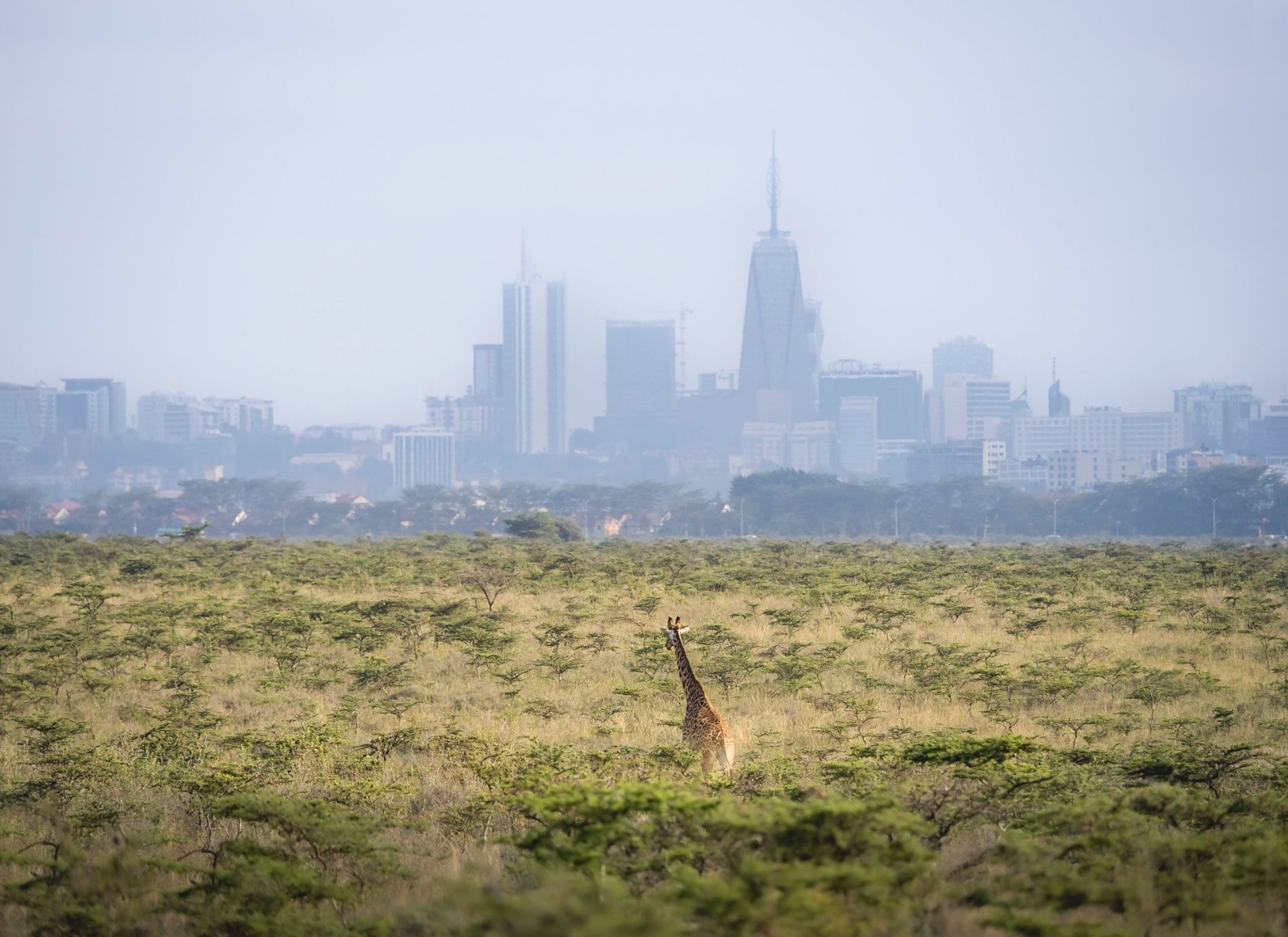 A giraffe in a field with urban skyscrapers in the distant background.