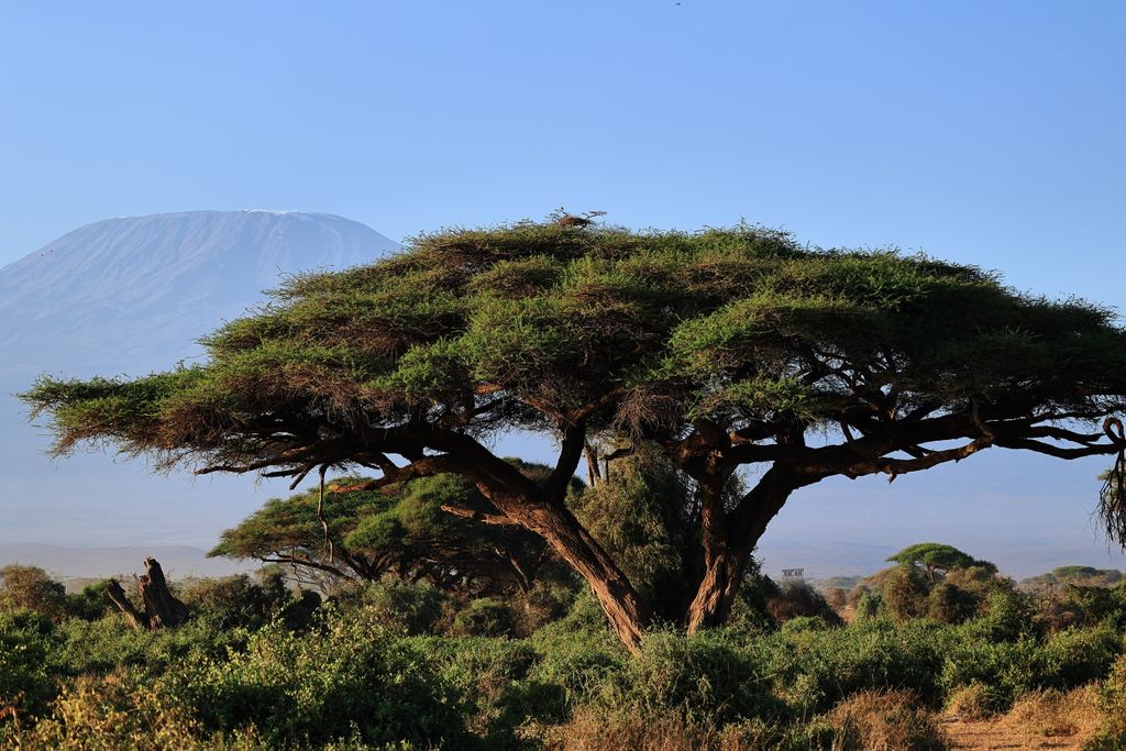Majestic acacia tree with Mount Kilimanjaro in the background, set in the African savanna.